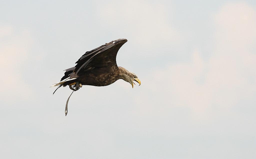 comp_2M2N_1206crop.jpg