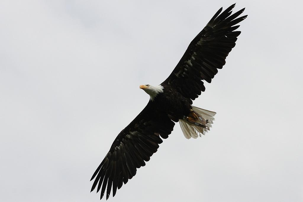 comp_2M2N_1252crop.jpg
