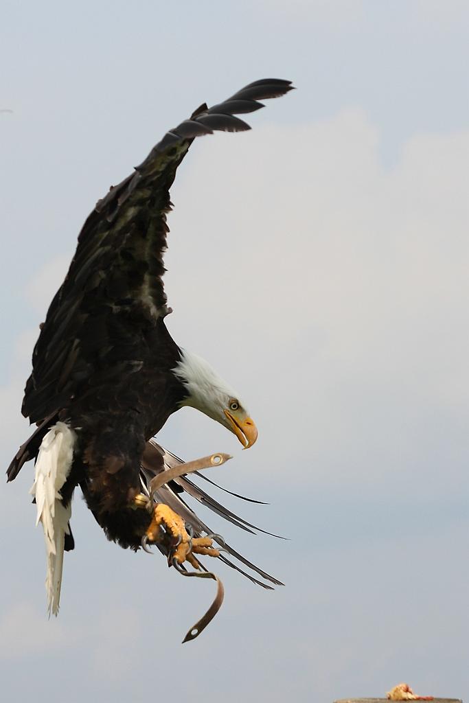 comp_2M2N_1294crop.jpg