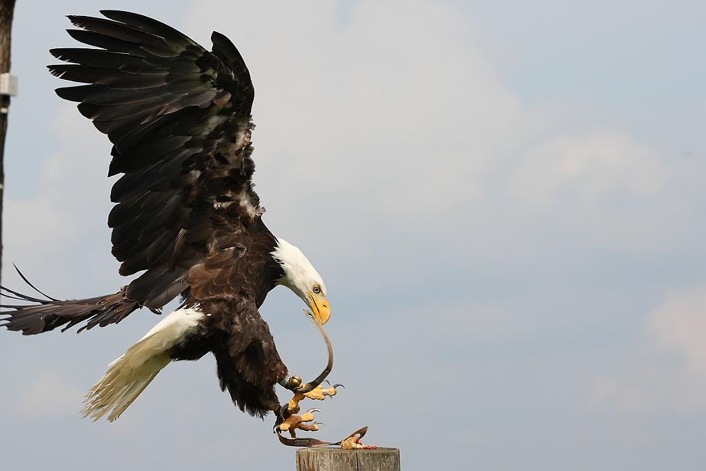 comp_2M2N_1295crop.jpg