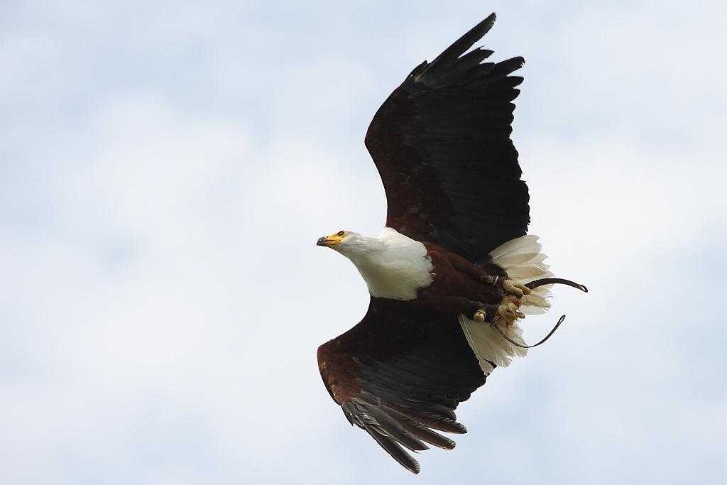 comp_2M2N_1317crop.jpg