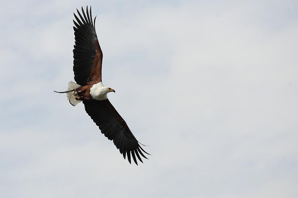 comp_2M2N_1382crop.jpg