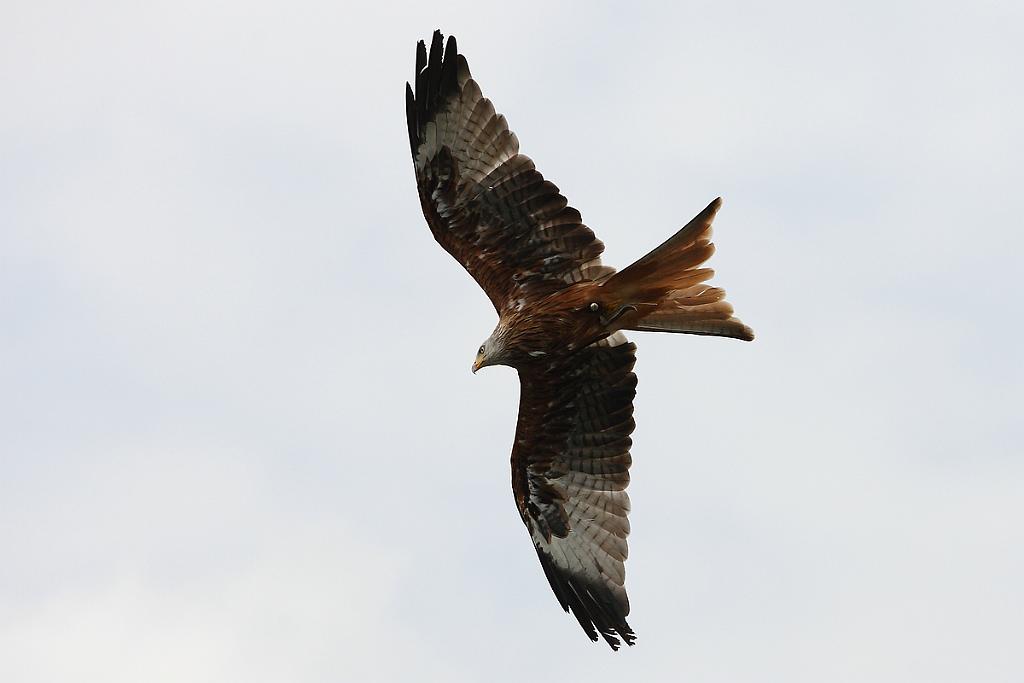 comp_2M2N_1469crop.jpg