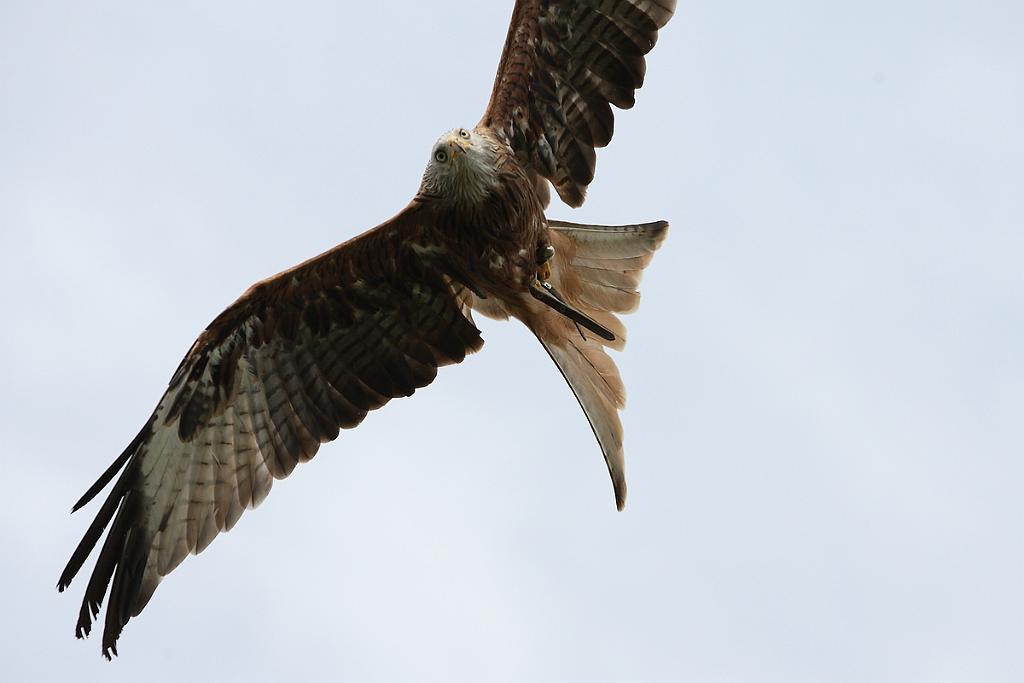 comp_2M2N_1482crop.jpg