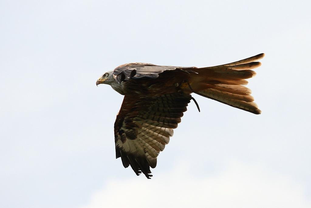 comp_2M2N_1567crop.jpg