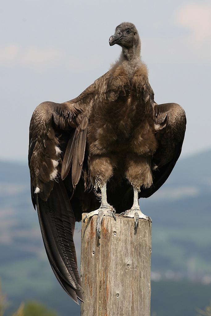 comp_2M2N_1740CROP.jpg