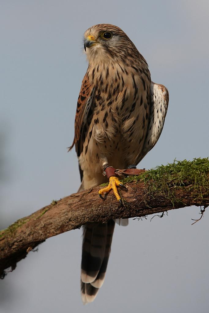 comp_2M2N_1876crop.jpg