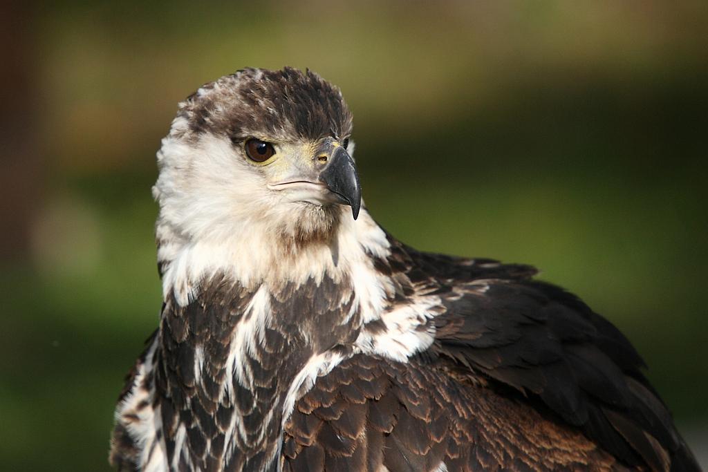 comp_2M2N_6731crop.jpg