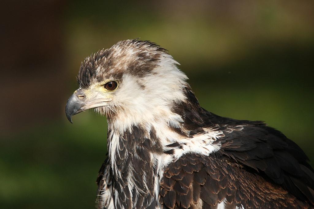 comp_2M2N_6733crop.jpg