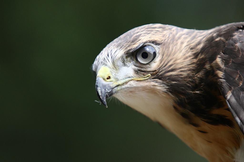 comp_2M2N_6769crop.jpg