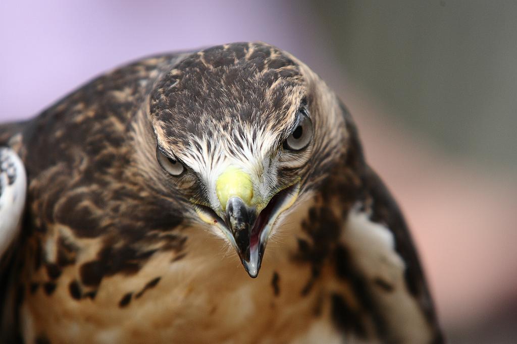 comp_2M2N_6901crop.jpg