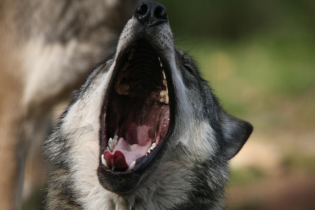 comp_2M2N_7120crop.jpg