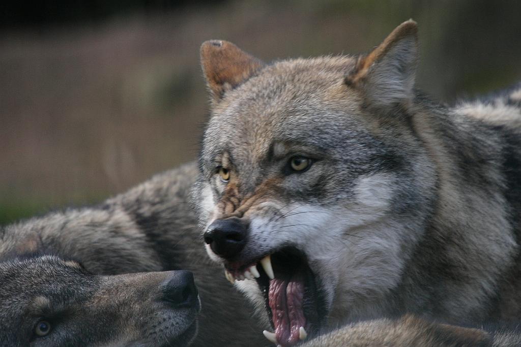 comp_2M2N_7157crop.jpg