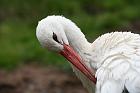 comp_2IMG_9130