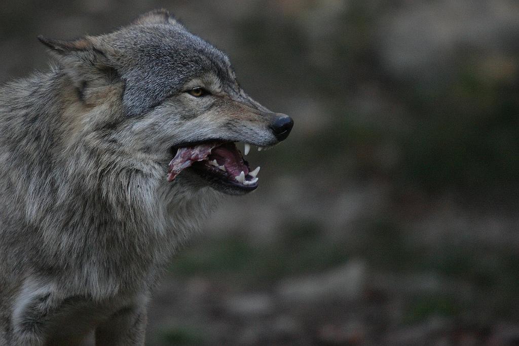 comp_2M2N_5819crop.jpg