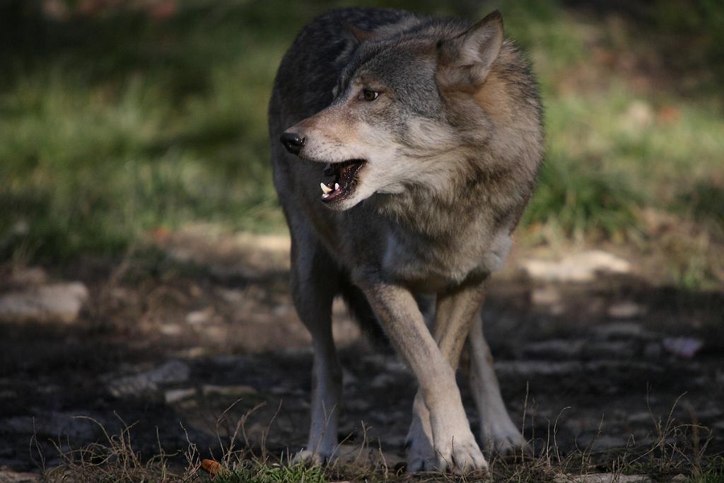 comp_2M2N_5861crop.jpg