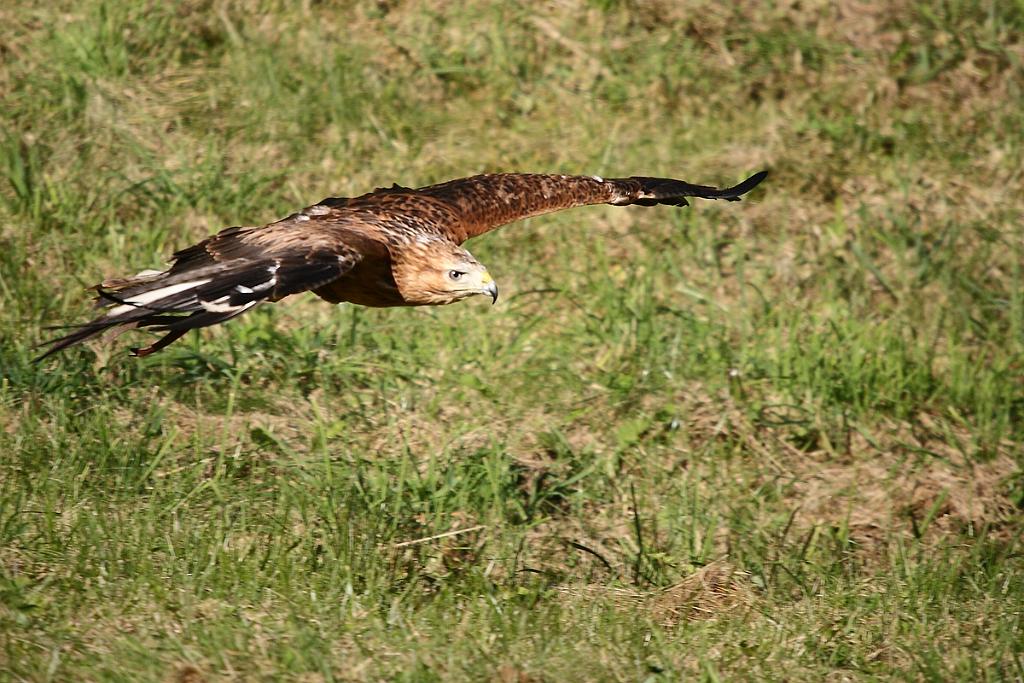 comp_2M2N_6563crop.jpg